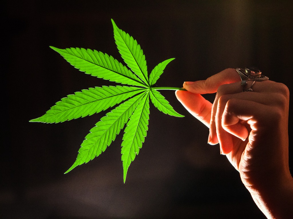 Nueva variante de cannabis